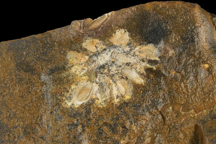Fossil Flowering Plant Reproductive Structure - North Dakota #95378